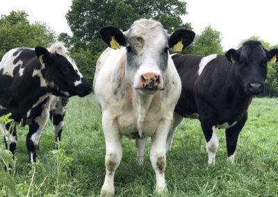 Wandelroute Het Ommetje